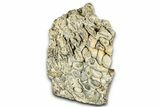 Free-Standing Fossil Stromatolite (Chlorellopsis?) - Wyoming #325731-2